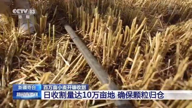 奇台县|新疆奇台百万亩小麦开镰收割 日收割量达10万亩地