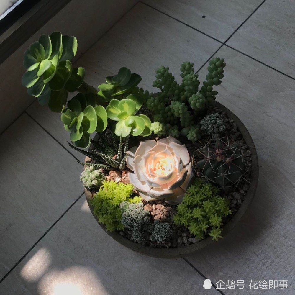 多肉植物盆景组合 更具层次美 腾讯新闻