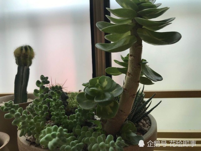 多肉植物盆景组合 更具层次美