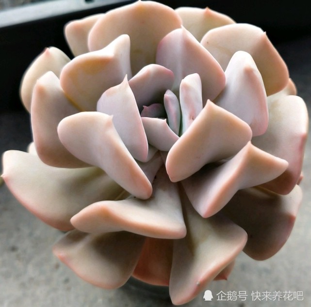 不在开挂区也能养得好看的多肉系列紫色系多肉雪特雪精灵