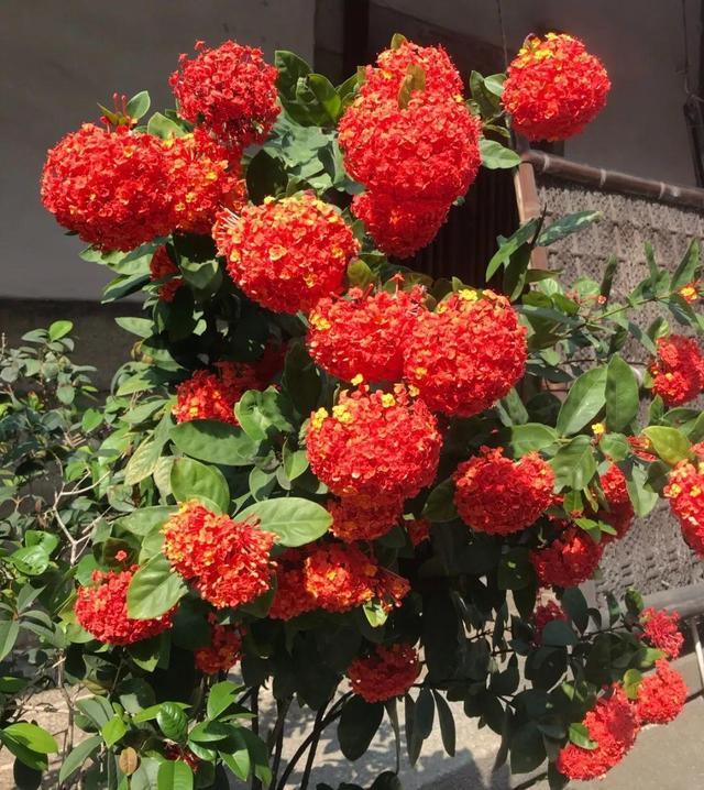 最适合阳台养的 龙船花 越热越晒 开花越多 7月开爆阳台 龙船花 阳台 花卉 盆土