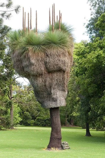 让人感觉栩栩如生茂密的枝叶形成了一张人脸竟藏有一颗如此壮美的大树