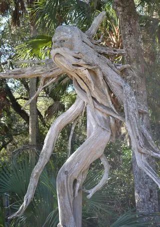 怪树怪树怪树活这么久第一次见开眼界了