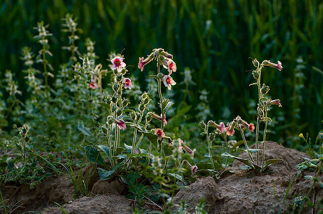 地黄叶枯叶霉病有什么特效药抗重茬怎么治最见效根腐病防治用药根小子