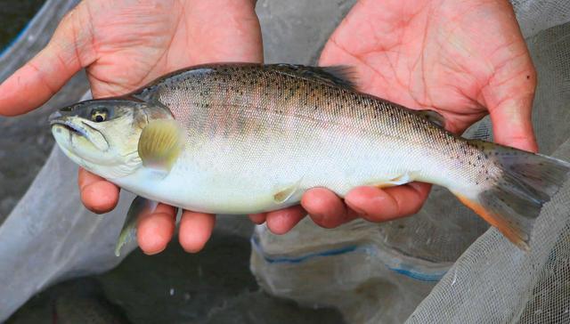 為什麼總有人認為無鱗魚是發物有什麼科學依據嗎