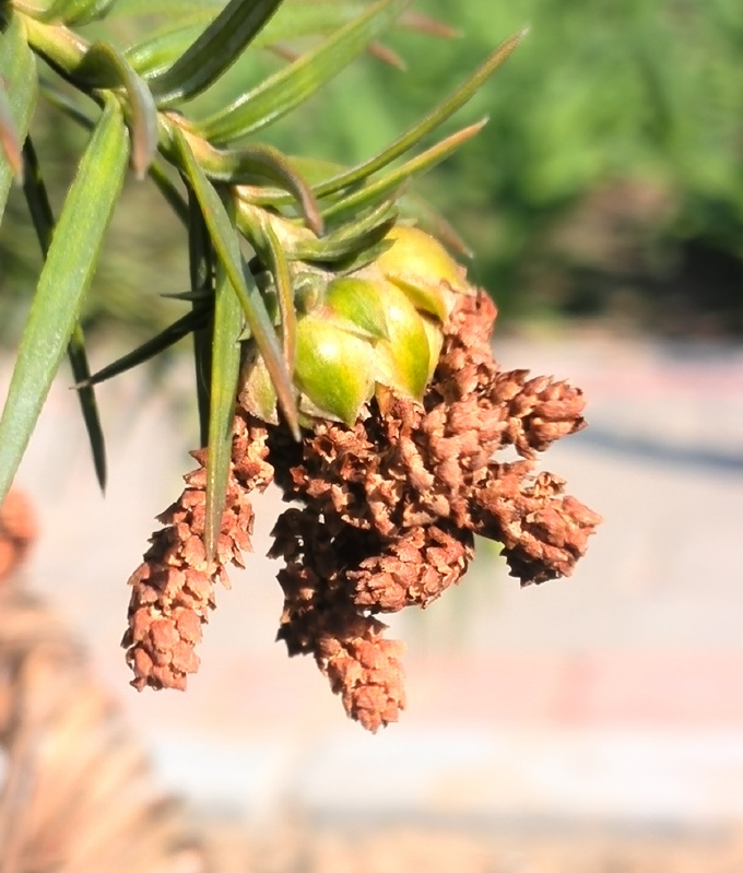 野外有哪些危险的植物 5种有毒植物 一定要避开 腾讯新闻