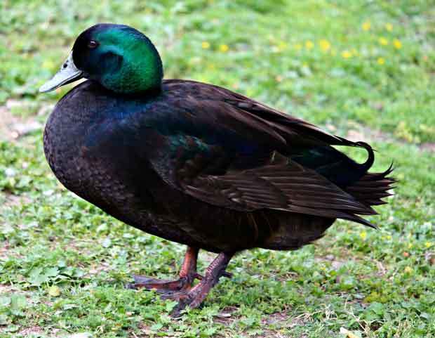 网红宠物柯尔鸭的成长史圆润可爱但养之前要三思