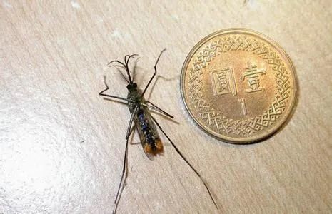 1879年,热带医学之父帕特里克·曼森(patrick manson)发现致倦库蚊是