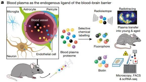 大脑|当大脑变老时，发生了什么？《自然》新发现刷新百年认知