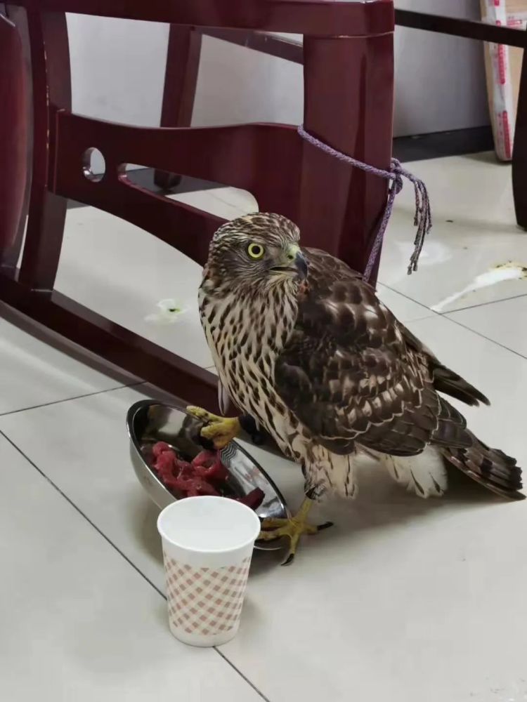 雀鹰江阴法院审理认为,野生动物资源既是国家宝贵的自然财富,也是人类