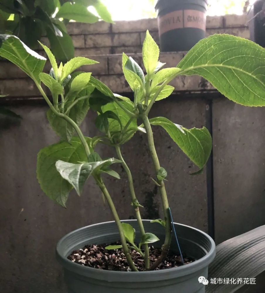 谢花的绣球花修剪后枝干太高可以再次修剪吗担心影响花芽分化