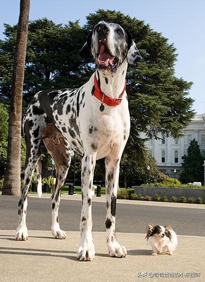 世界上最大犬种可以和最小的犬种杂交 并且杂交后看起来一言难尽 大丹犬 吉尼斯纪录 犬种 吉娃娃 狗狗