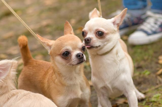 世界上最大犬种可以和最小的犬种杂交 并且杂交后看起来一言难尽 腾讯网