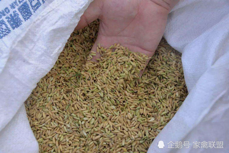 土鸡|不用喂药，这两个土方法可以显著提高土鸡产蛋量，一天产两个蛋