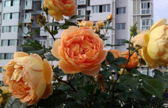 新手养花不如养一盆"帕特奥斯汀",香味浓郁,花期长适合盆栽养