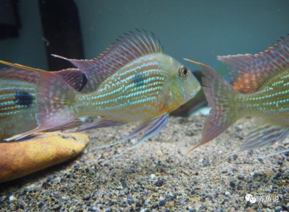 观赏鱼混养高阶技巧,鱼缸配角小鱼的选择,分享我养鱼实战经验