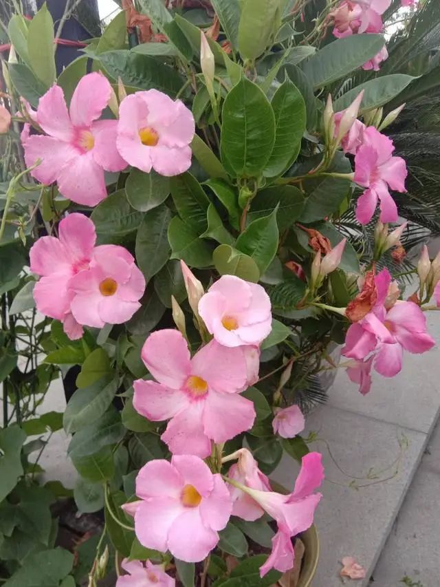 顶着酷暑盛开的飘香藤,花开爬满墙,手残党也能轻松养