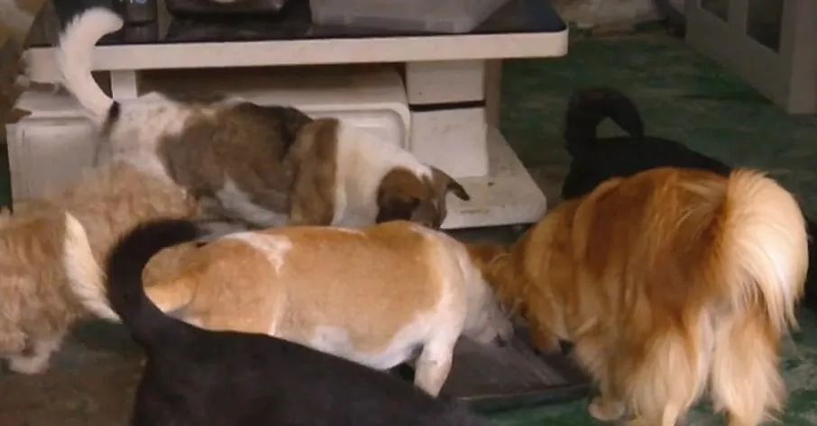 云养殖|云养殖：喂鸡、种花、养老虎，2020直播电商新风口