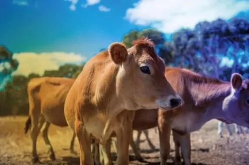 云养殖|云养殖：喂鸡、种花、养老虎，2020直播电商新风口