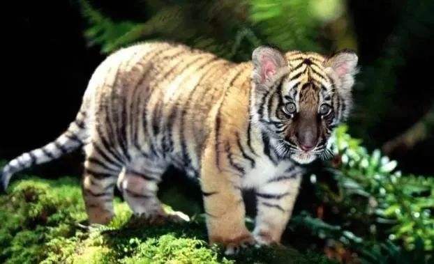 云养殖|云养殖：喂鸡、种花、养老虎，2020直播电商新风口