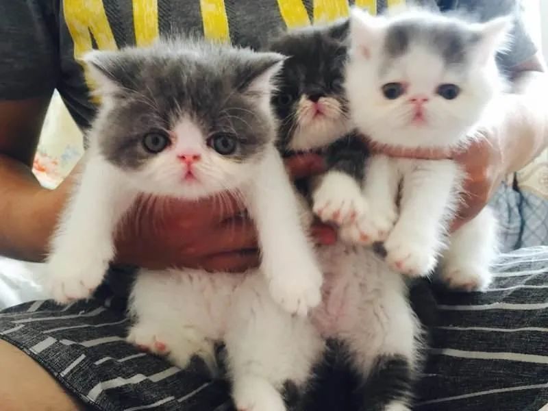 云养殖|云养殖：喂鸡、种花、养老虎，2020直播电商新风口