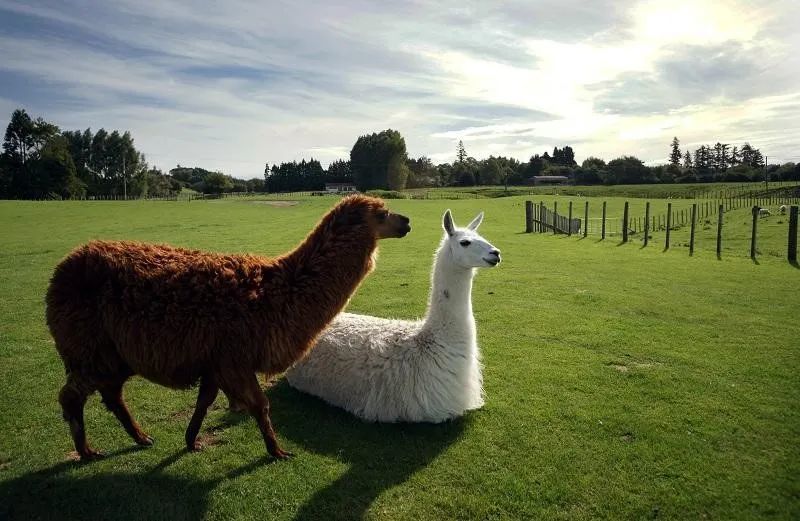 云养殖|云养殖：喂鸡、种花、养老虎，2020直播电商新风口