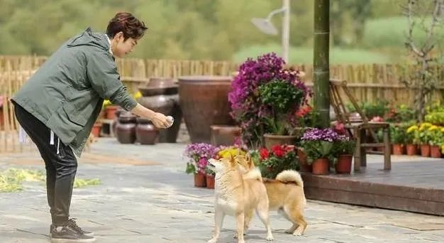 云养殖|云养殖：喂鸡、种花、养老虎，2020直播电商新风口