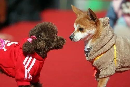 云养殖|云养殖：喂鸡、种花、养老虎，2020直播电商新风口