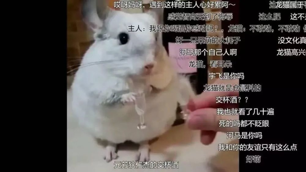 云养殖|云养殖：喂鸡、种花、养老虎，2020直播电商新风口