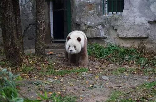 七仔|陕西发现一只新“神兽”，全球仅此一只，如今成为国宝中的国宝