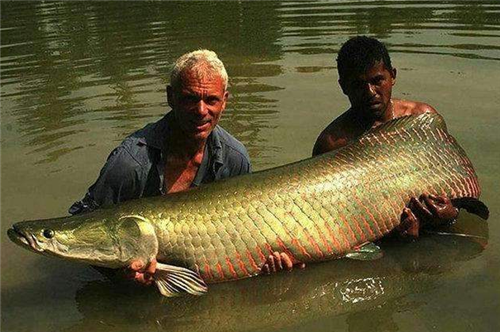 央视|央视拍到喀纳斯湖不明生物，长15米重32吨，水怪真的存在吗？