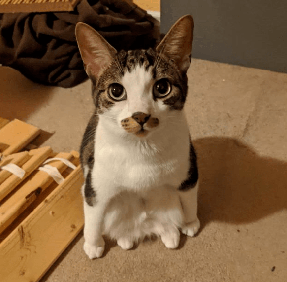 傻猫相亲之女婿上门