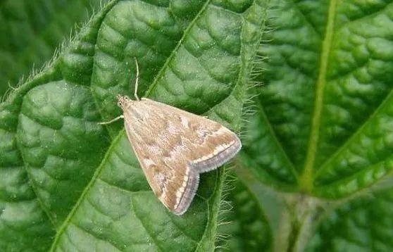 继5月底到6月上旬内蒙古,山西,河北等地出现草地螟越冬代成虫蛾峰以来