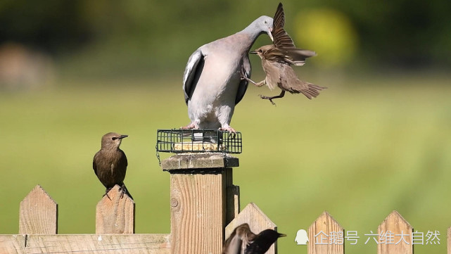 鸽子|英一只鸽子展现霸道一幕，咬着一只椋鸟翅膀，上演鸟类的“过肩摔”