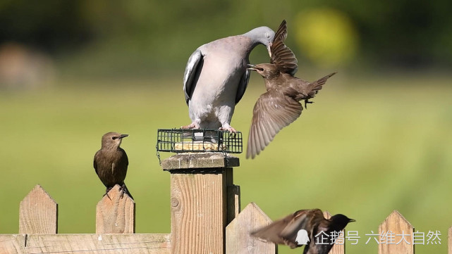 鸽子|英一只鸽子展现霸道一幕，咬着一只椋鸟翅膀，上演鸟类的“过肩摔”