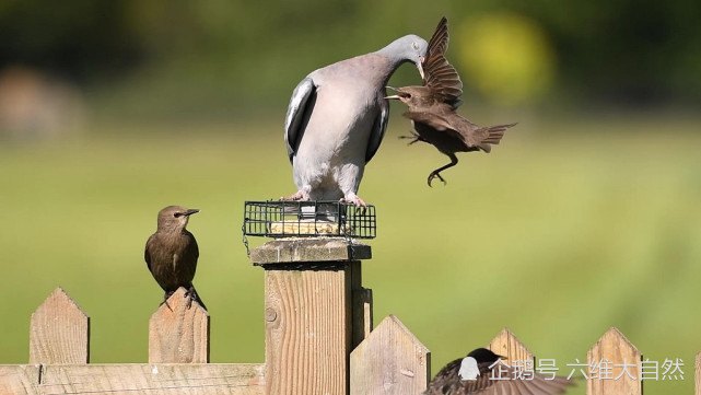 鸽子|英一只鸽子展现霸道一幕，咬着一只椋鸟翅膀，上演鸟类的“过肩摔”