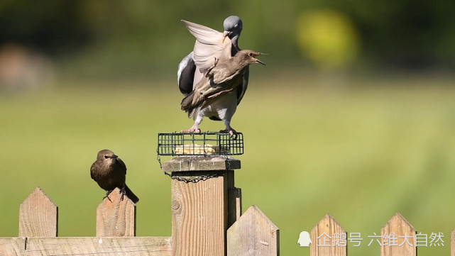 鸽子|英一只鸽子展现霸道一幕，咬着一只椋鸟翅膀，上演鸟类的“过肩摔”