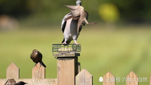 鸽子|英一只鸽子展现霸道一幕，咬着一只椋鸟翅膀，上演鸟类的“过肩摔”