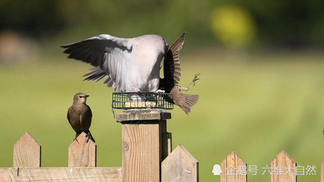 鸽子|英一只鸽子展现霸道一幕，咬着一只椋鸟翅膀，上演鸟类的“过肩摔”