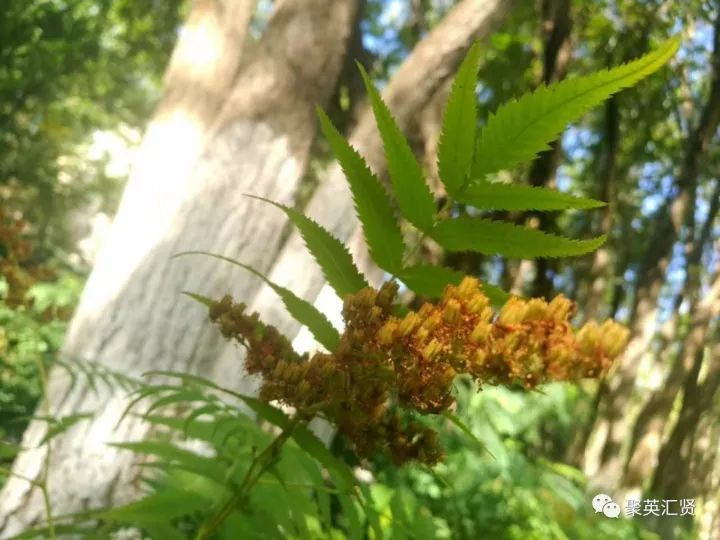 我们是芳草湖首届高中生