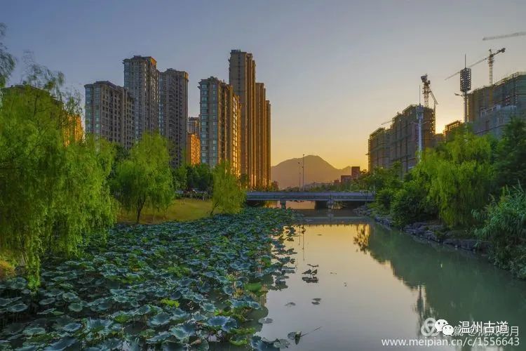 温州南湖荷花闹,已是美景映连天