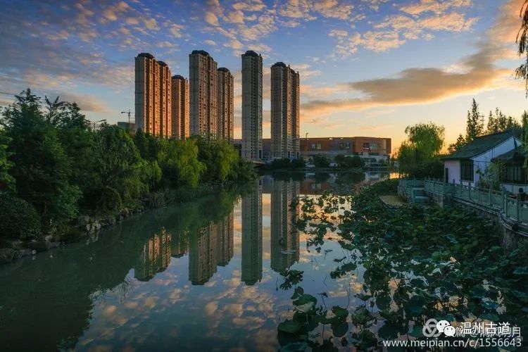 温州南湖荷花闹,已是美景映连天