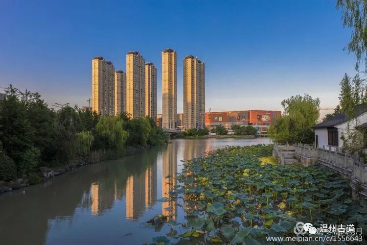 温州南湖荷花闹,已是美景映连天