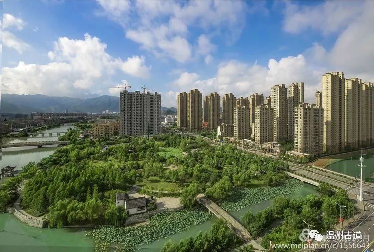 温州南湖荷花闹,已是美景映连天