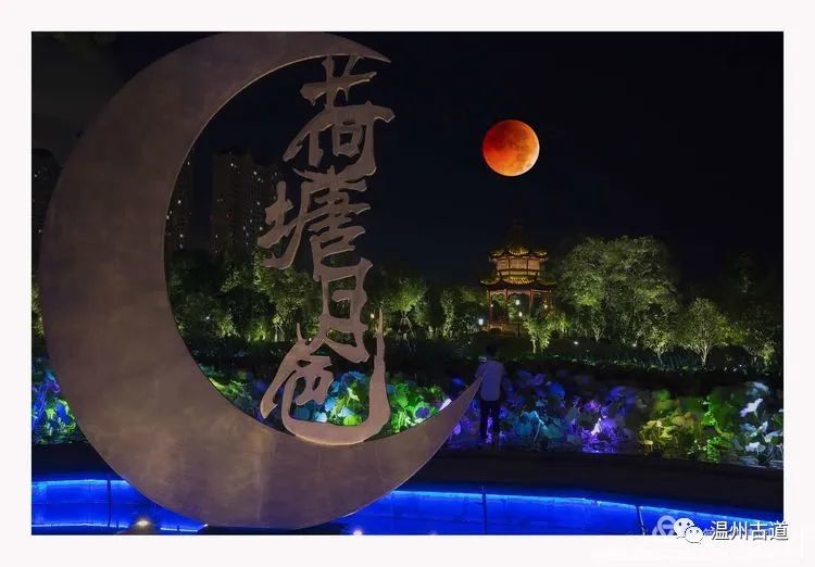 温州南湖荷花闹,已是美景映连天