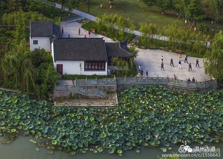 温州南湖荷花闹,已是美景映连天