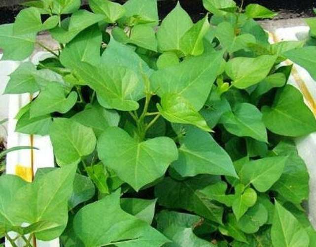 阳台盆栽啥 就种菜王 红薯苗 3天掐一茬 1盆能吃好几年 盆栽 红薯 阳台 花盆