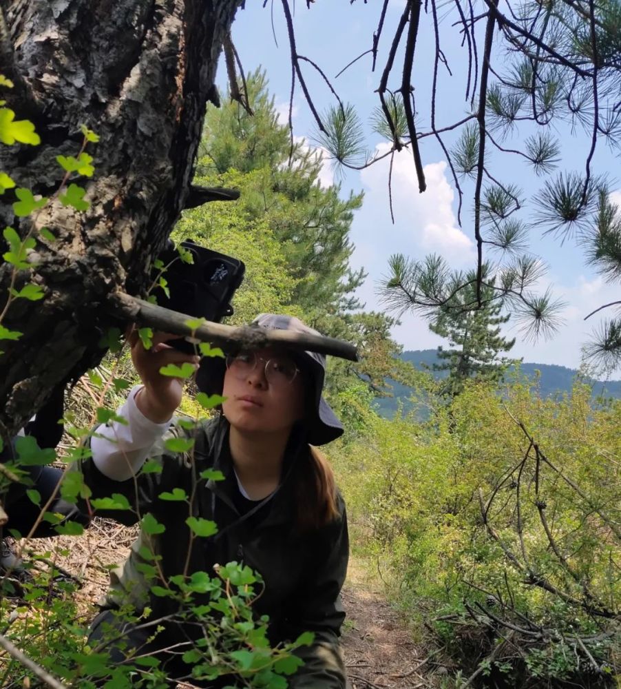 华北豹|动物不开心，都是因为道路太多惹的祸？