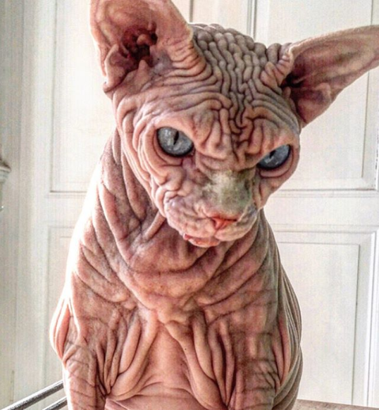 虽然被称为世界上最恐怖的猫但该猫咪性情乖巧让人喜爱