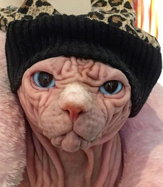 虽然被称为世界上最恐怖的猫但该猫咪性情乖巧让人喜爱